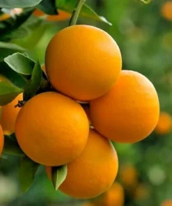 Valencia Orange Live Plant – 2-5 Inch Tall Potted Fruit Tree – Indoor/Outdoor Citrus sinensis - Image 3
