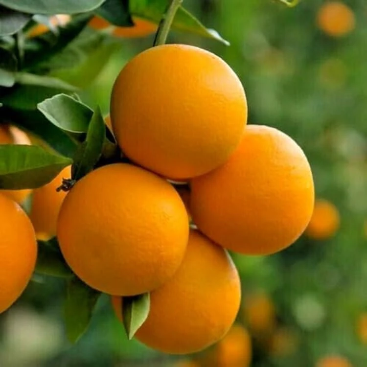 Valencia Orange Live Plant – 2-5 Inch Tall Potted Fruit Tree – Indoor/Outdoor Citrus sinensis - Image 3