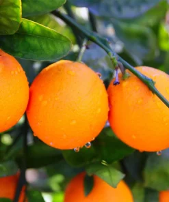 Valencia Orange Live Plant – 2-5 Inch Tall Potted Fruit Tree – Indoor/Outdoor Citrus sinensis - Image 4