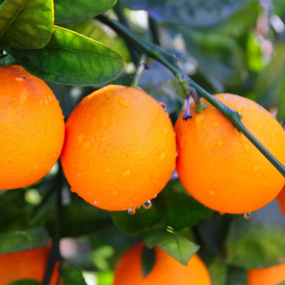 Valencia Orange Live Plant – 2-5 Inch Tall Potted Fruit Tree – Indoor/Outdoor Citrus sinensis - Image 4