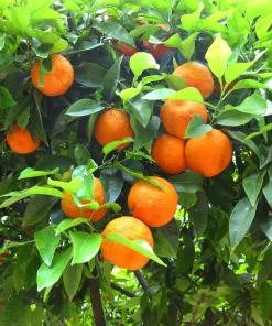 Valencia Orange Live Plant – 2-5 Inch Tall Potted Fruit Tree – Indoor/Outdoor Citrus sinensis - Image 5