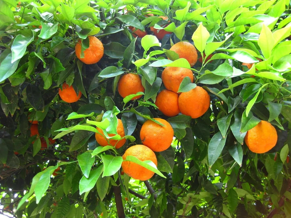 Valencia Orange Live Plant – 2-5 Inch Tall Potted Fruit Tree – Indoor/Outdoor Citrus sinensis - Image 5