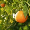 Valencia Orange Live Plant – 2-5 Inch Tall Potted Fruit Tree – Indoor/Outdoor Citrus sinensis - Image 1