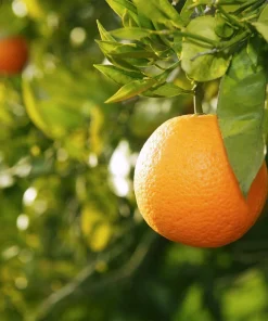 Valencia Orange Live Plant – 2-5 Inch Tall Potted Fruit Tree – Indoor/Outdoor Citrus sinensis - Image 1