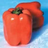 Valencia Sweet Pepper Seeds – Orange Bell Pepper – 10 Seeds – F1 Hybrid - Image 1