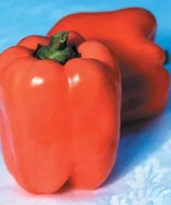 Valencia Sweet Pepper Seeds – Orange Bell Pepper – 10 Seeds – F1 Hybrid - Image 1