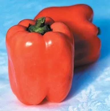 Valencia Sweet Pepper Seeds – Orange Bell Pepper – 10 Seeds – F1 Hybrid - Image 1