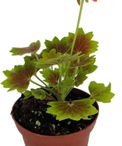 Vancouver Centennial Geranium Live Plant – 3.75" Pot – Indoor/Outdoor – Bronze & Gold Leaves - Image 2