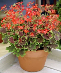 Vancouver Centennial Geranium Live Plant – 3.75