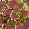 Vancouver Centennial Geranium Live Plant – 3.75" Pot – Indoor/Outdoor – Bronze & Gold Leaves - Image 1
