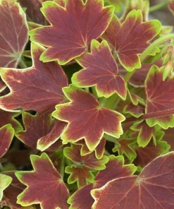 Vancouver Centennial Geranium Live Plant – 3.75