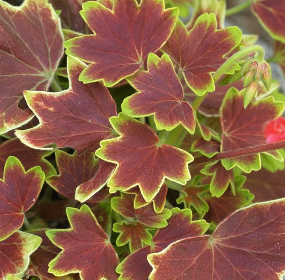 Vancouver Centennial Geranium Live Plant – 3.75" Pot – Indoor/Outdoor – Bronze & Gold Leaves - Image 1