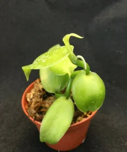 Vanilla Bean Orchid Plant - Vanilla planifolia Live Vine - 2.5