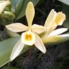 Vanilla Bean Orchid Plant - Vanilla planifolia Live Vine - 2.5" Pot - Image 1