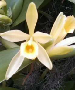 Vanilla Bean Orchid Plant - Vanilla planifolia Live Vine - 2.5