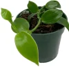 Vanilla Orchid Vine Live Plant - Vanilla planifolia - 4" Pot - Indoor/Outdoor - Image 1