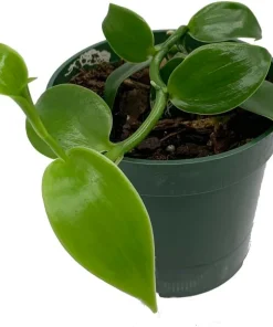 Vanilla Orchid Vine Live Plant - Vanilla planifolia - 4