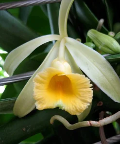 Vanilla Orchid Vine Live Plant - Vanilla planifolia - 4
