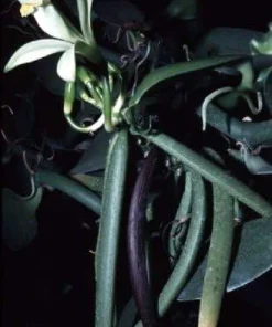 Vanilla Orchid Vine Live Plant - Vanilla planifolia - 4