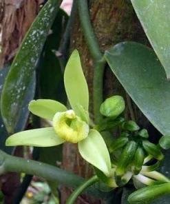 Vanilla Orchid Vine Live Plant - Vanilla planifolia - 4