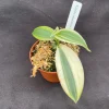 Vanilla planifolia 'Albo-Marginata' Live Plant - Variegated Vanilla Bean Orchid - 2-3 inches tall - Image 1