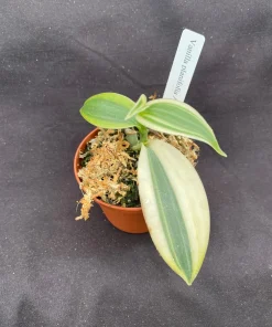 Vanilla planifolia 'Albo-Marginata' Live Plant - Variegated Vanilla Bean Orchid - 2-3 inches tall - Image 1