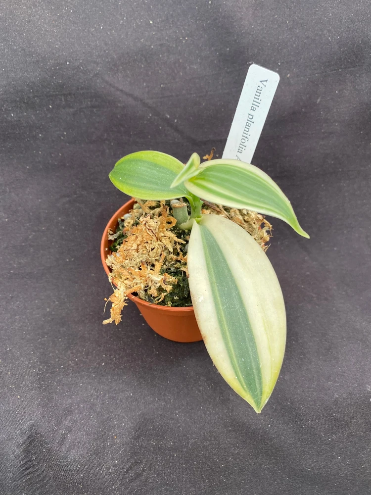 Vanilla planifolia 'Albo-Marginata' Live Plant - Variegated Vanilla Bean Orchid - 2-3 inches tall - Image 1