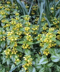 Variegated Archangel Live Plant - Lamiastrum - Yellow/Silver Groundcover - Qt Pot - Image 2