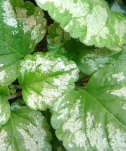 Variegated Archangel Live Plant - Lamiastrum - Yellow/Silver Groundcover - Qt Pot - Image 3