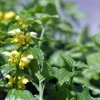 Variegated Archangel Live Plant - Lamiastrum - Yellow/Silver Groundcover - Qt Pot - Image 1