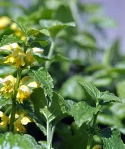 Variegated Archangel Live Plant - Lamiastrum - Yellow/Silver Groundcover - Qt Pot - Image 1