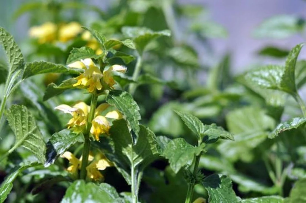 Variegated Archangel Live Plant - Lamiastrum - Yellow/Silver Groundcover - Qt Pot - Image 1