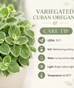 Variegated Cuban Oregano Live Plant - 2 Plants, 3-5
