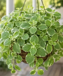 Variegated Cuban Oregano Live Plant - 2 Plants, 3-5