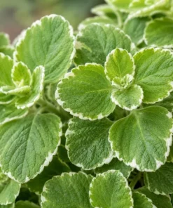 Variegated Cuban Oregano Live Plant - 2 Plants, 3-5