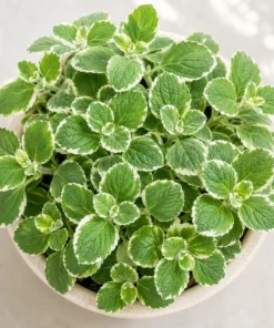 Variegated Cuban Oregano Live Plant - 2 Plants, 3-5