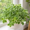 Variegated Cuban Oregano Live Plant - 2 Plants, 3-5" Tall, 4" Pot, Trailing Herb - Image 1