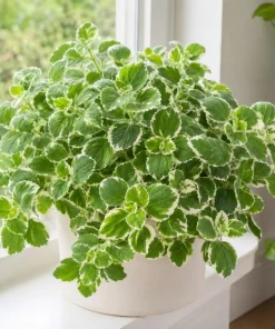 Variegated Cuban Oregano Live Plant - 2 Plants, 3-5