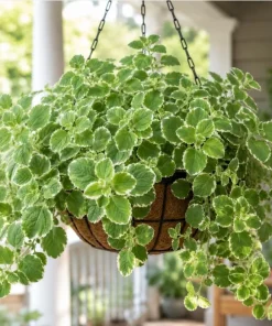 Variegated Cuban Oregano Live Plant - Pack of 2 Fragrant Herb Starter Plants 3-5 Inch Tall for Indoor & Patio - Image 2