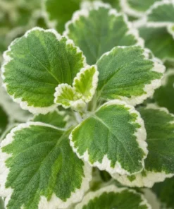 Variegated Cuban Oregano Live Plant - Pack of 2 Fragrant Herb Starter Plants 3-5 Inch Tall for Indoor & Patio - Image 3
