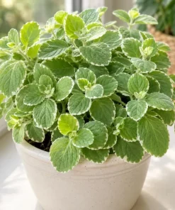Variegated Cuban Oregano Live Plant - Pack of 2 Fragrant Herb Starter Plants 3-5 Inch Tall for Indoor & Patio - Image 5