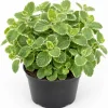 Variegated Cuban Oregano Live Plant - Pack of 2 Fragrant Herb Starter Plants 3-5 Inch Tall for Indoor & Patio - Image 1