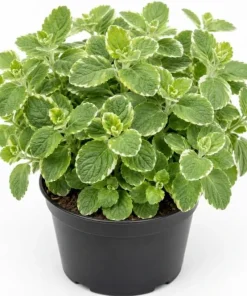 Variegated Cuban Oregano Live Plant - Pack of 2 Fragrant Herb Starter Plants 3-5 Inch Tall for Indoor & Patio - Image 1