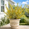 Variegated Forsythia Live Plant - Yellow Spring Flowers, Shrub, 2.5 Inch Pot - Image 1