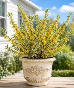 Variegated Forsythia Live Plant - Yellow Spring Flowers, Shrub, 2.5 Inch Pot - Image 1