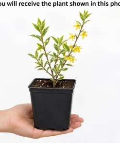 Variegated Forsythia Live Plant - Yellow Spring Flowers, Shrub, 2.5 Inch Pot - Image 2