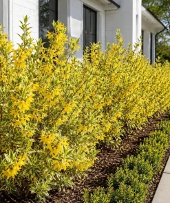 Variegated Forsythia Live Plant - Yellow Spring Flowers, Shrub, 2.5 Inch Pot - Image 3