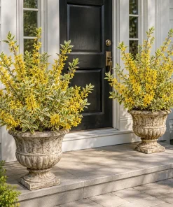 Variegated Forsythia Live Plant - Yellow Spring Flowers, Shrub, 2.5 Inch Pot - Image 6