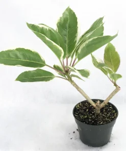 Variegated Golden Chalice Vine Live Plant - Solandra Maxima - 4" Pot - Image 2