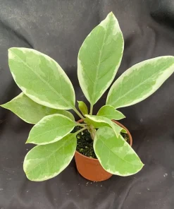 Variegated Golden Chalice Vine Live Plant - Solandra guttata 3" Pot - Image 2